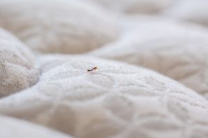 Puces de lit