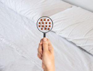 Punaise de lit et animaux
