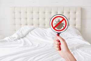 Punaise de lit solution