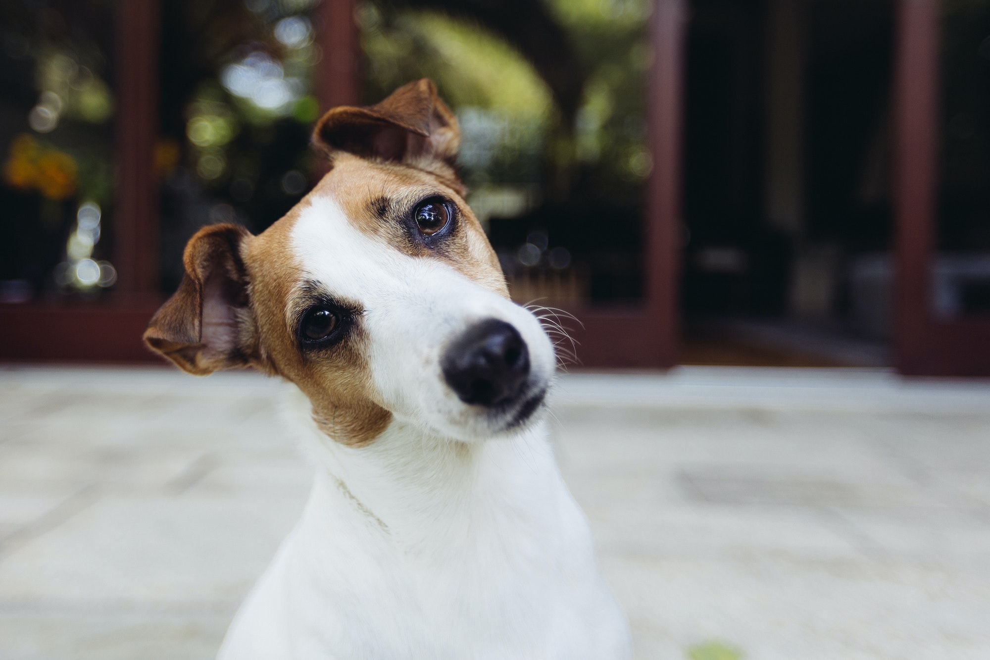 5 aspects fascinants que vous ignorez probablement sur les chiens
