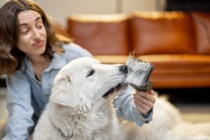 Secrets pour éliminer efficacement les poils d'animaux sur la moquette, le canapé