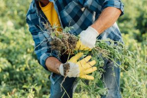 Solutions efficaces pour venir à bout des mauvaises herbes
