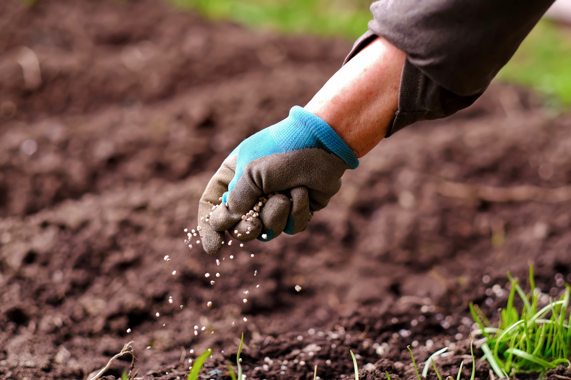 Voici ce que vous devez absolument planter avant la fin d'août