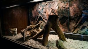 Conseils pour un habitat confortable pour vos reptiles