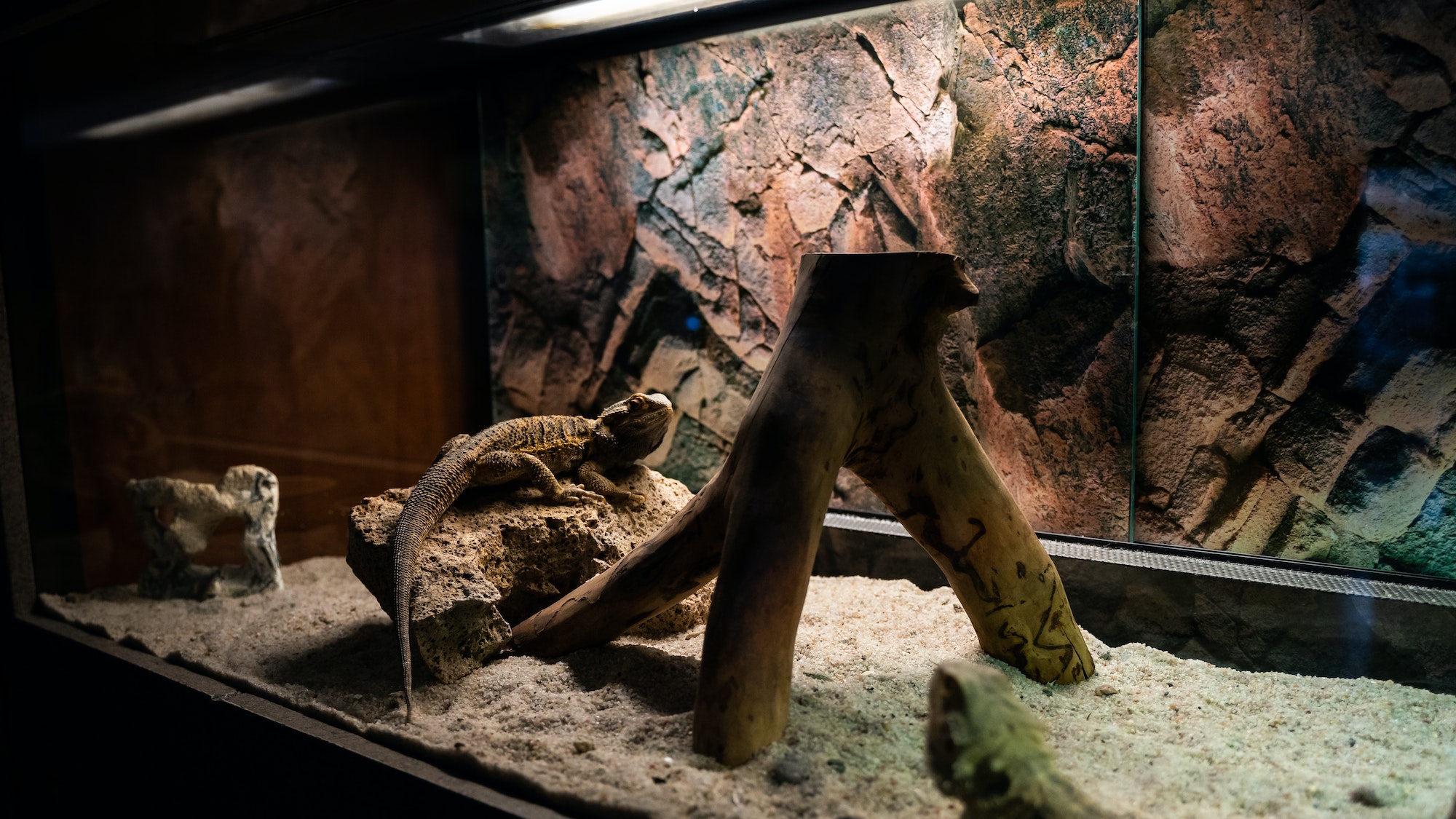 Conseils pour un habitat confortable pour vos reptiles