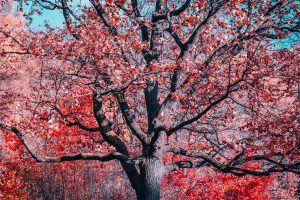 Évitez ces erreurs lors du choix des arbres pour votre jardin