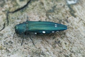Voici les nouveaux insectes exotiques qui envahissent nos jardins