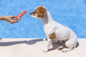 Donner à manger ce fruit à votre chien est-il risqué ?