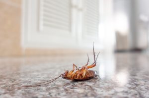 Adieu cafards et fourmis : Le secret de l'odeur qui les chasse à jamais