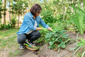 Les secrets d'un désherbage naturel et efficace