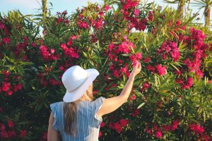 Voici les techniques et périodes idéales pour la taille du laurier-rose