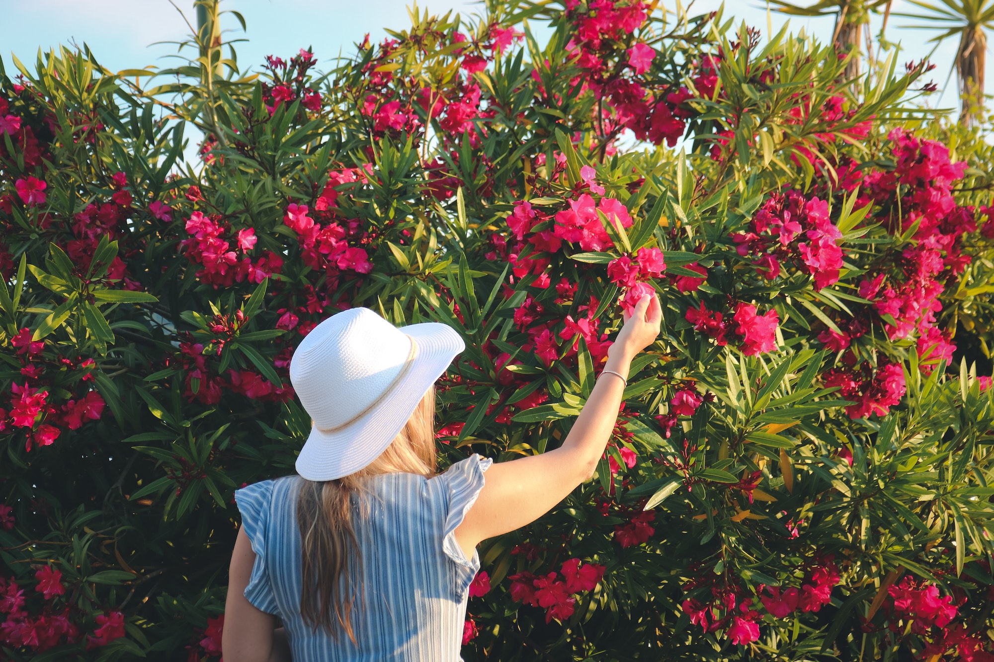 Voici les techniques et périodes idéales pour la taille du laurier-rose