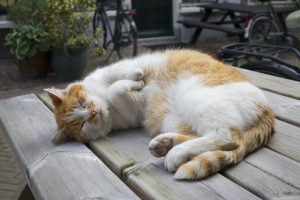 Voici pourquoi nos amis les chats dorment autant