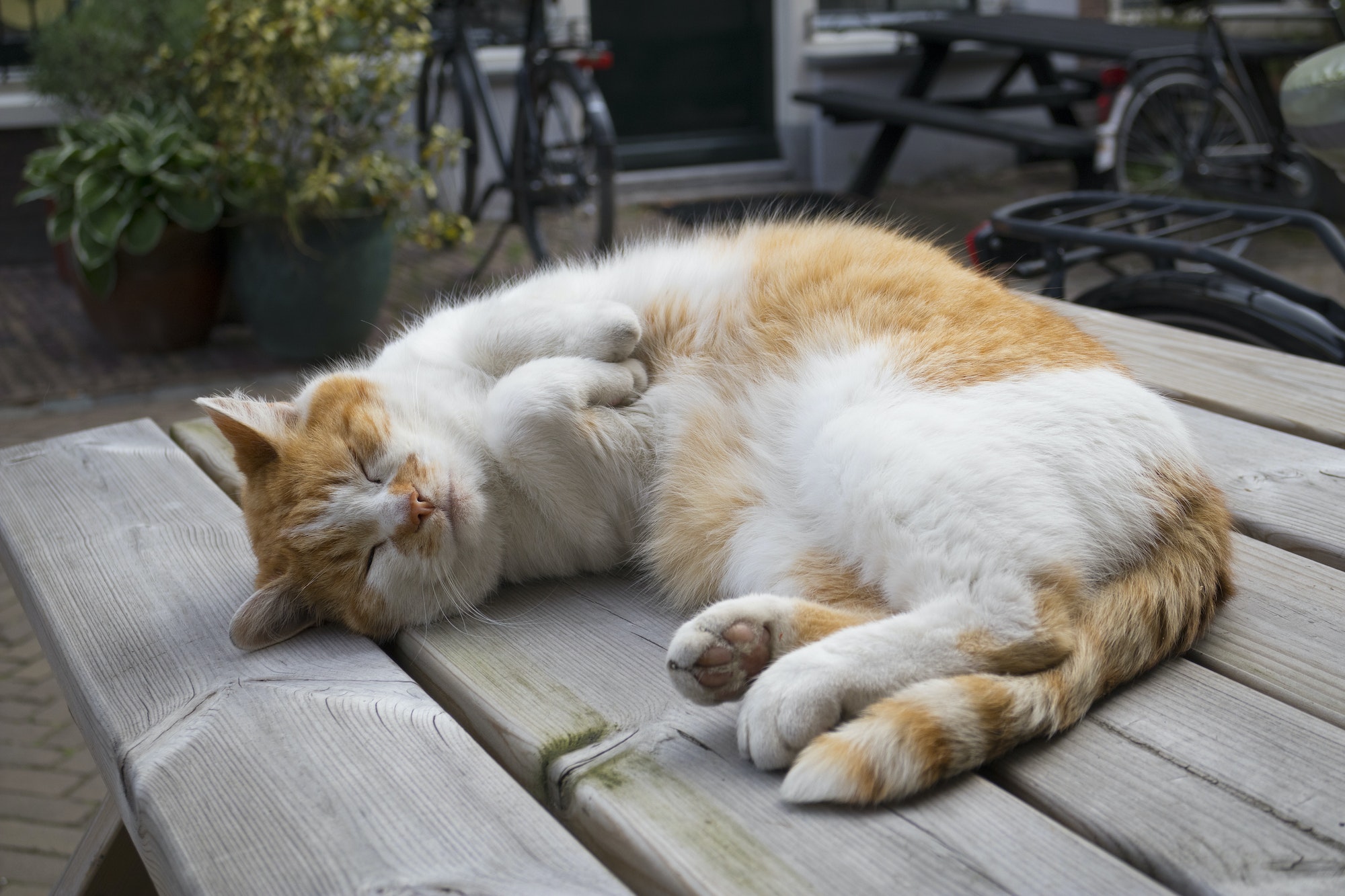 Voici pourquoi nos amis les chats dorment autant