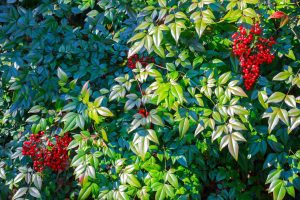 Attention ! 4 plantes du jardin qui peuvent mettre en danger vos animaux et vous !