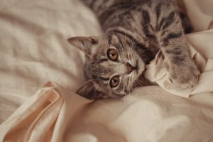 5 idées fausses sur les chats que vous devez oublier