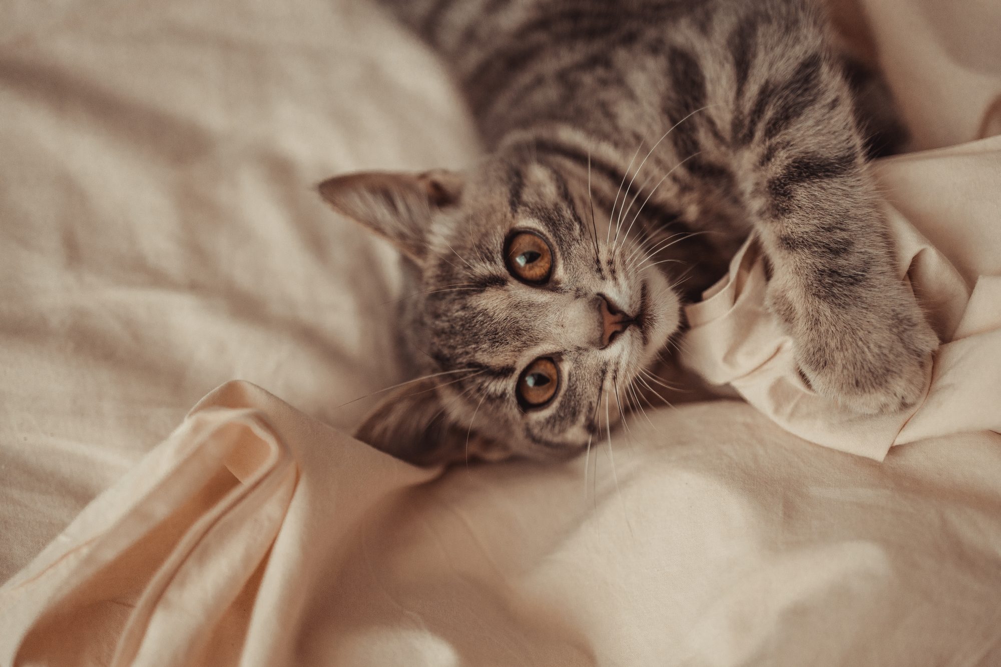5 idées fausses sur les chats que vous devez oublier