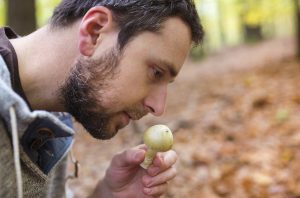 Alerte champignons : Augmentation inquiétante des intoxications