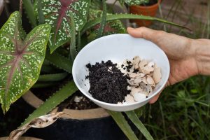 Les coquilles d'œufs : un trésor écologique pour vos plantes