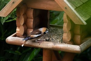 Des oiseaux heureux dans votre jardin : Voici comment Faire