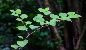 Potager en péril : trois fleurs à bannir sans tarder