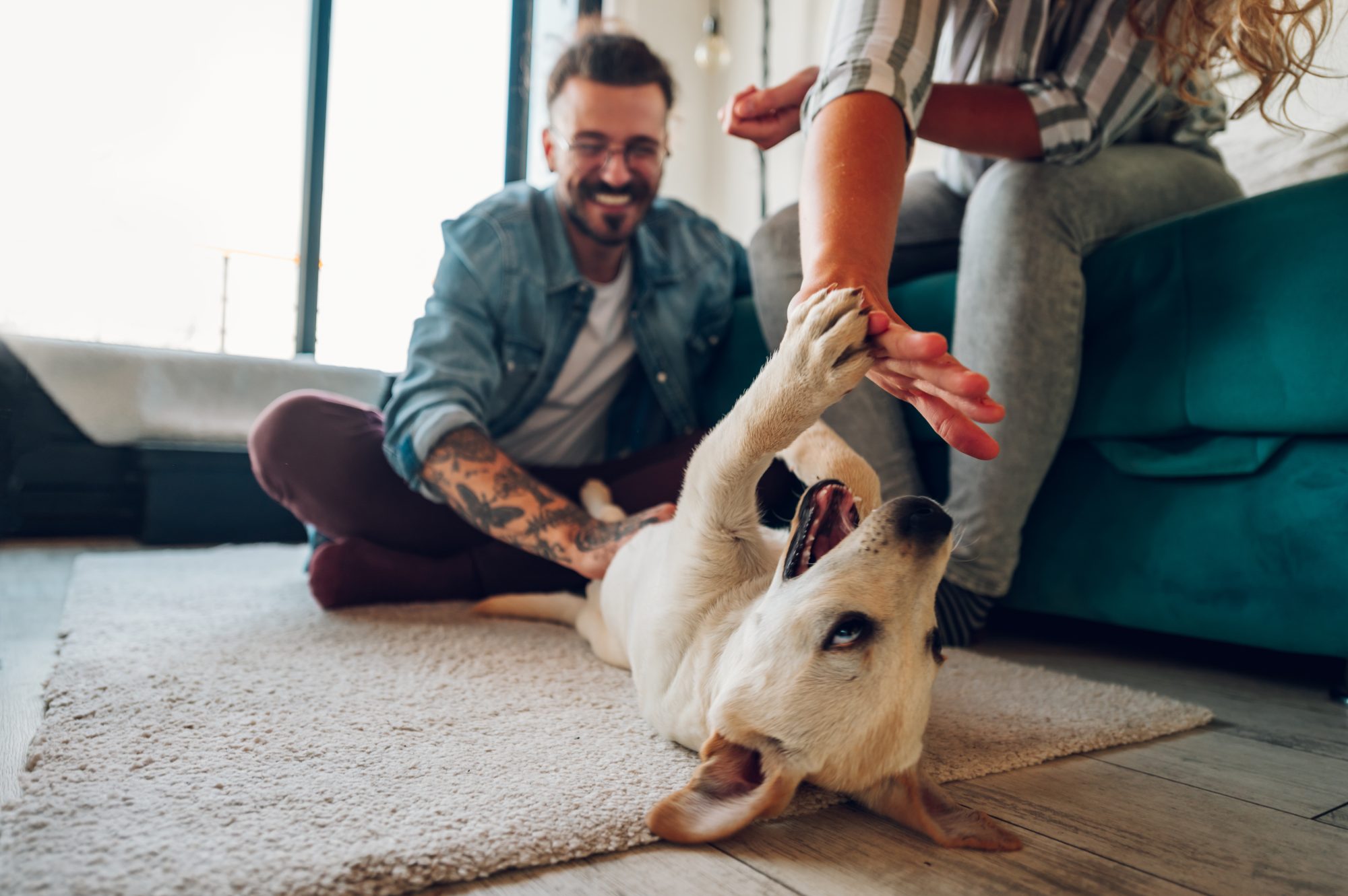 Le choix audacieux d'adopter un chien plutôt que d'avoir un enfant