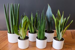Découvrez 3 plantes increvables pour chez vous