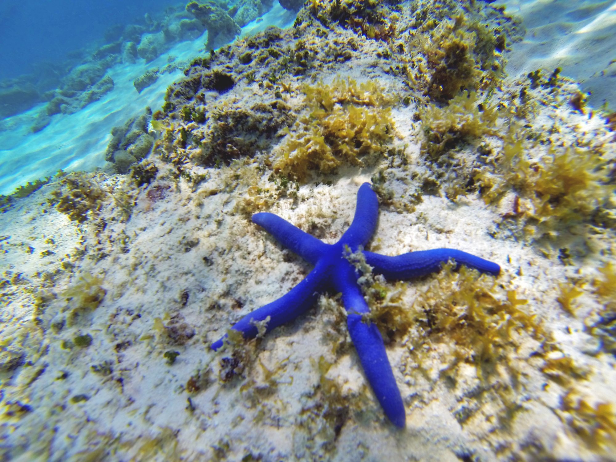 Les étoiles de mer voraces : un danger imminent pour les coraux du Pacifique