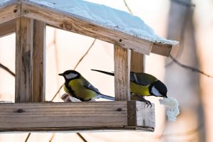 Voici le moment idéal pour nourrir les oiseaux
