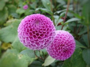 Ces plantes fleuries ne doivent pas être tailler en automne