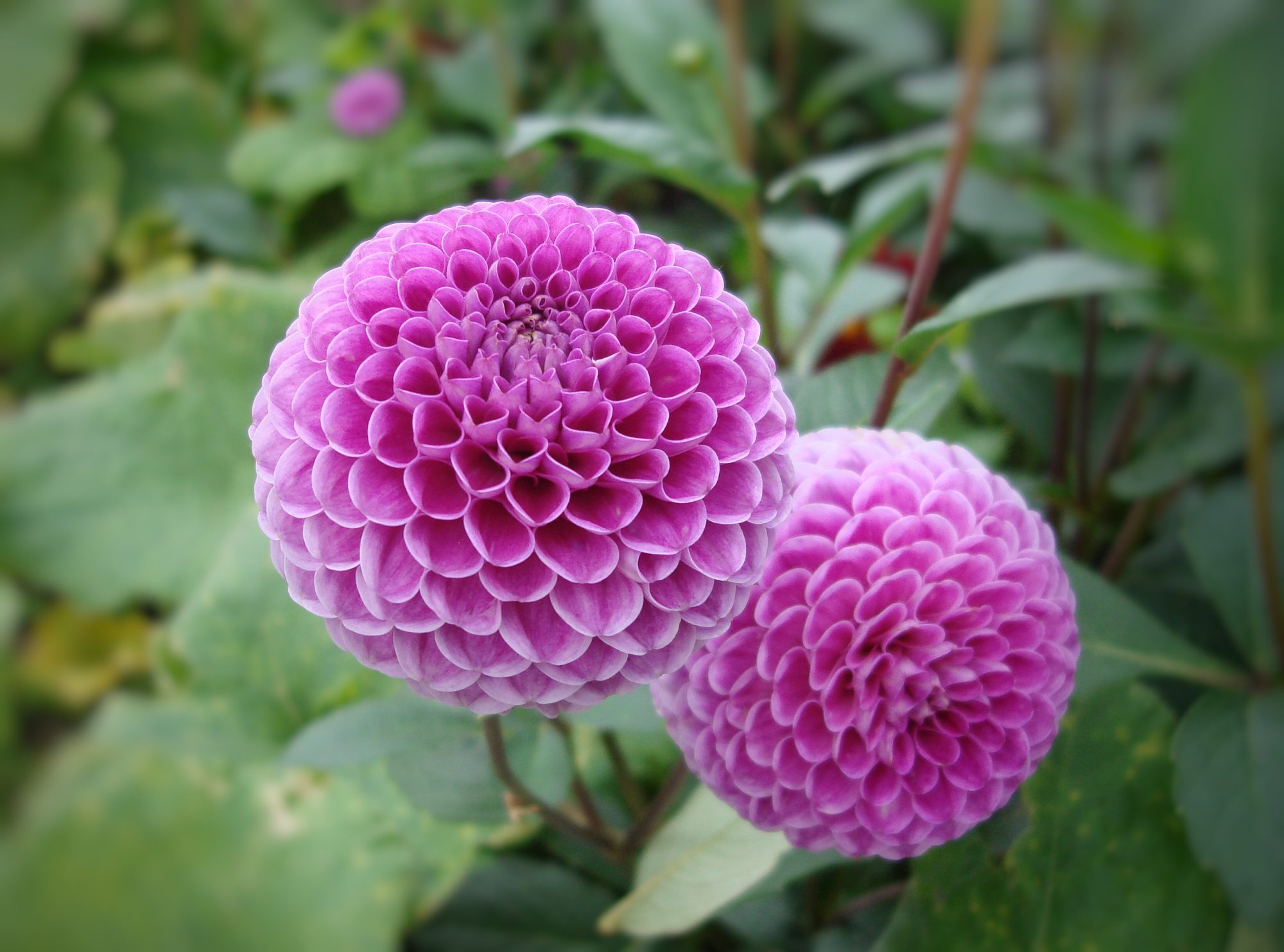 Ces plantes fleuries ne doivent pas être tailler en automne
