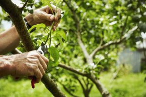 5 arbres fruitiers à tailler sans tarder pour une récolte exceptionnelle en 2024