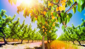 Un abricotier en fleurs avec des abricots mûrs suspendus à ses branches.