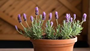 Cultiver la lavande en pot à l'intérieur : un jardin parfumé à portée de main