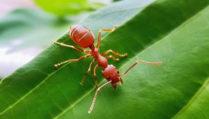 Fourmis : éliminez ces envahisseurs indésirables de votre maison !