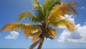 Voyage en République dominicaine : tout ce qu'il faut savoir pour partir l'esprit tranquille