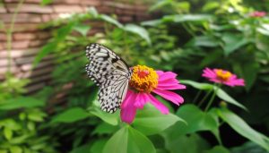 Le jardin à papillons : 5 arbres et plantes pour les attirer chez vous
