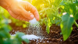 un peu de sel sur les pieds de tomate