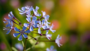 Un jardin sans mauvaises herbes ? Cette fleur bleu-violet fait le travail rapidement !