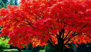 Érable du Japon : Sublimez votre jardin avec cet arbre aux mille couleurs