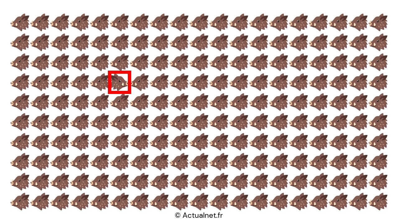 Voici le sanglier intrus révélé ! L'aviez-vous repéré ?