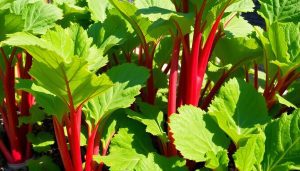 Transformez votre jardin en usine à tartes : 5 astuces simples pour planter de la rhubarbe !