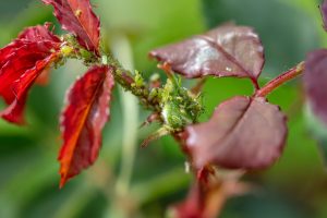 Fini les pucerons au potager : ces 7 astuces naturelles bluffantes vont tout changer
