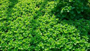 Le pourpier : ce légume oublié qui transforme votre potager en tapis comestible